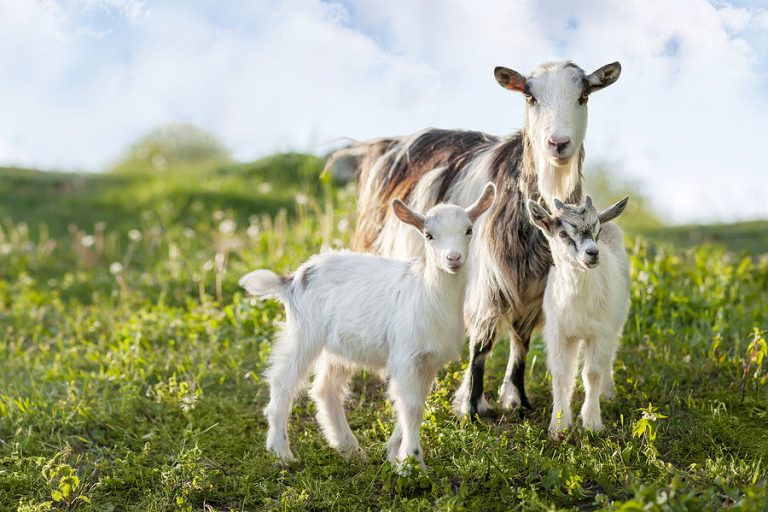 What Nutrients Do Goats Need?
