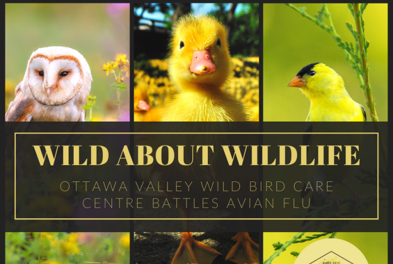 Wild About Wildlife Month: Ottawa Valley Wild Bird Care Centre needs a helping wing with HPAI