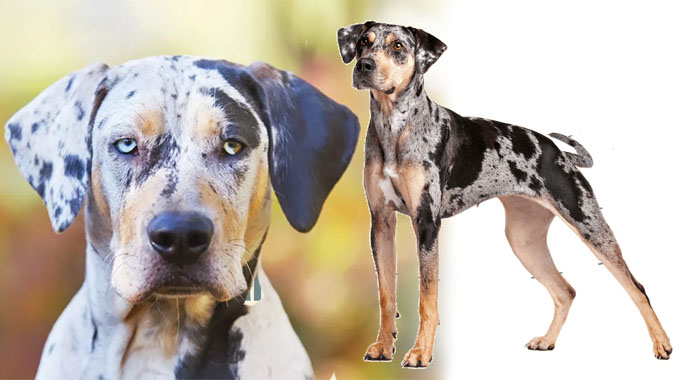 A Comprehensive Guide of Understanding and Managing Catahoula Leopard Dog Temperament Traits