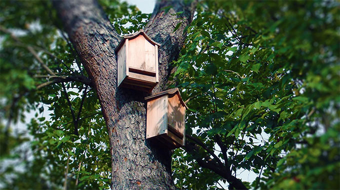 Why On Earth Would I Build A Bat House?