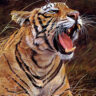 Roaring Start to the Year of the Tiger