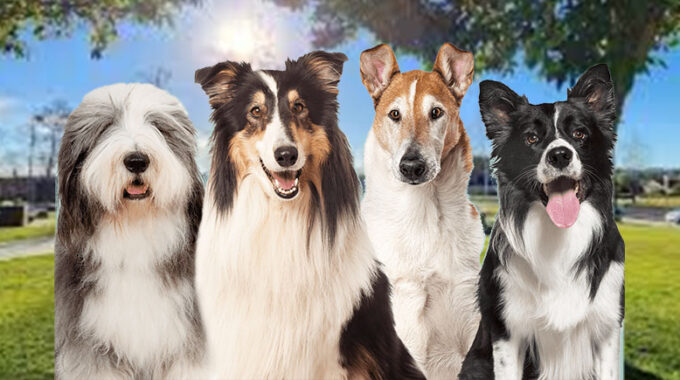 Mastering Blue Merle Border Collie Training: Tips for Success