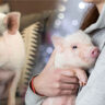 Addressing Common Health and Behavioral Challenges in Pet Pigs