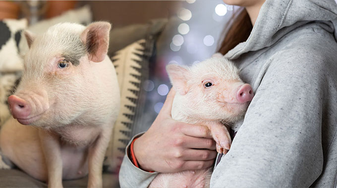 Addressing Common Health and Behavioral Challenges in Pet Pigs
