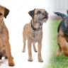 A Comprehensive Guide to Distinctive Terrier Dog Breeds