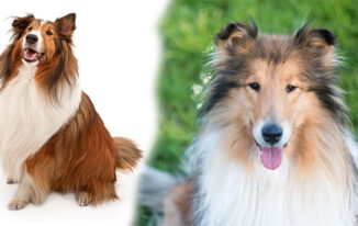 Exploring Characteristics of Different Collie Breeds: A Guide to Choosing Your Perfect Companion
