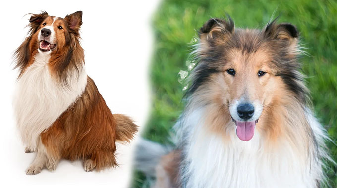 Exploring Characteristics of Different Collie Breeds: A Guide to Choosing Your Perfect Companion
