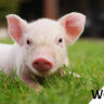 Identifying and Addressing Pig Health Concerns