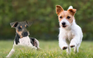Exploring Terrier Dog Breeds’ Characteristics and Temperaments: A Guide to Finding Your Perfect Canine Companion
