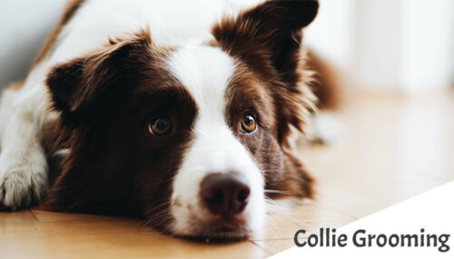 Best Grooming Practices for Long-Haired Collie Dogs