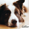 Best Grooming Practices for Long-Haired Collie Dogs