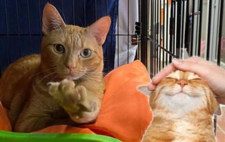 Embracing Second Chances: The World of Animal Rescue Cats