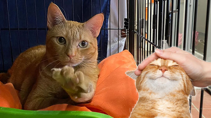 Embracing Second Chances: The World of Animal Rescue Cats